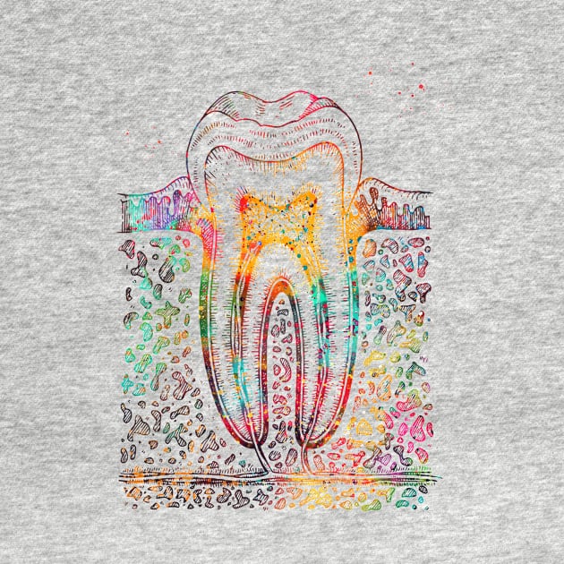 Tooth diagram by erzebeth